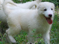 cucciola bianca